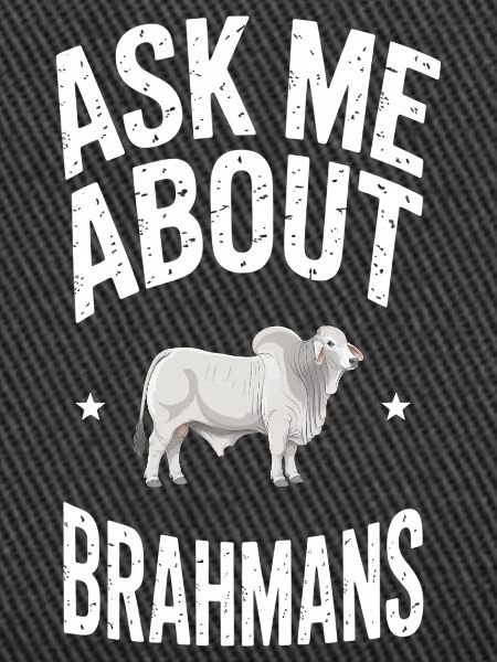 Brahman Cattle Cows Gift