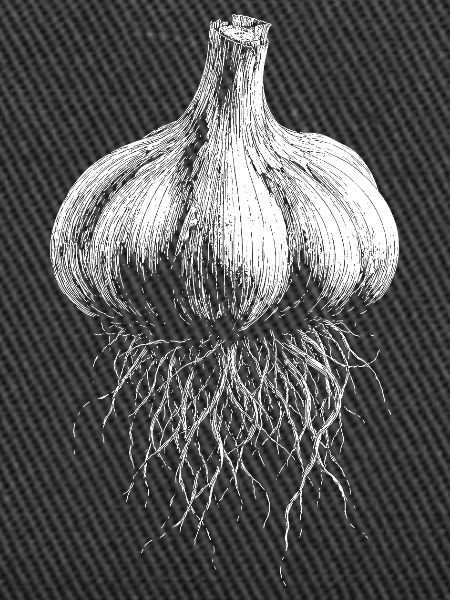 Knoblauch