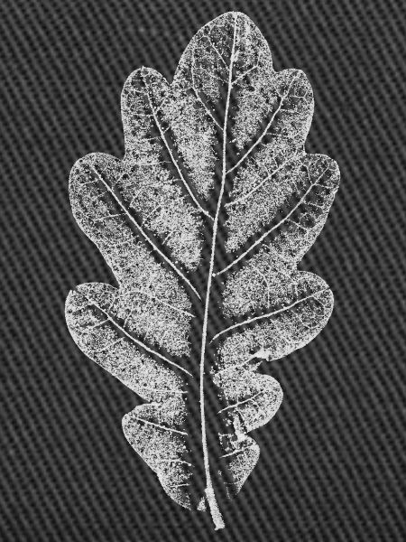 Blatt EICHE / Eichenblatt WEISS