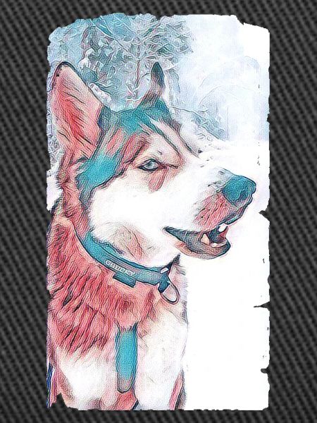 Husky Dog Pastel