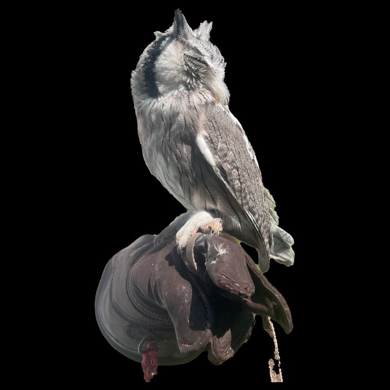 Hibou