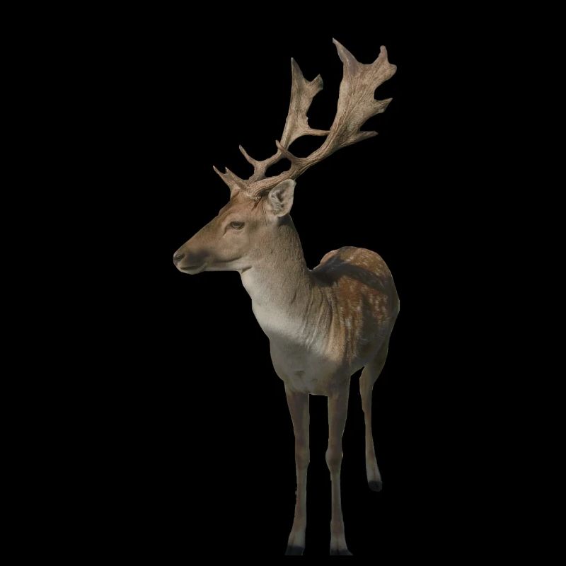 Hirsch