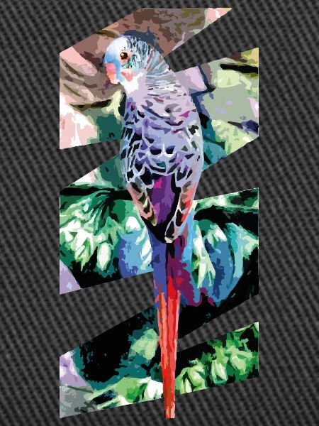 budgerigar