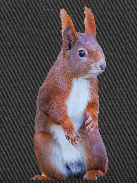 Eichhönchen