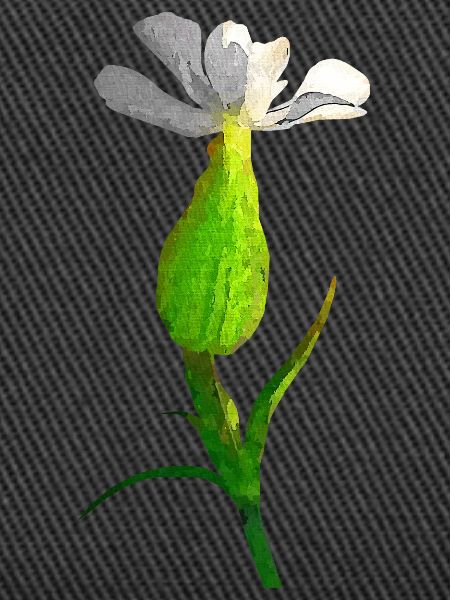 gartenblume, blütendesigns