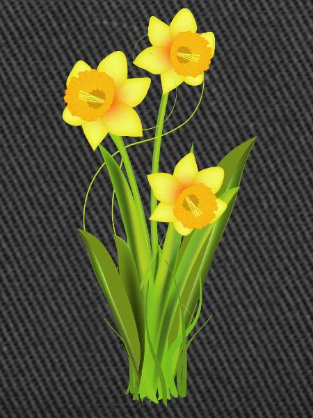 Glowing daffodils – spring flowers
