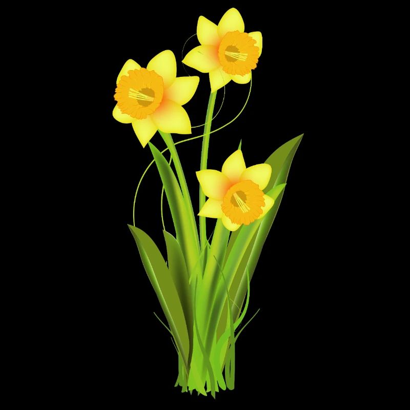 Glowing daffodils – spring flowers