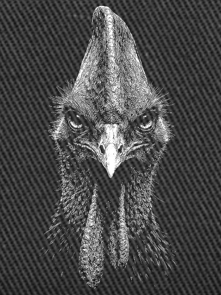 Cassowary
