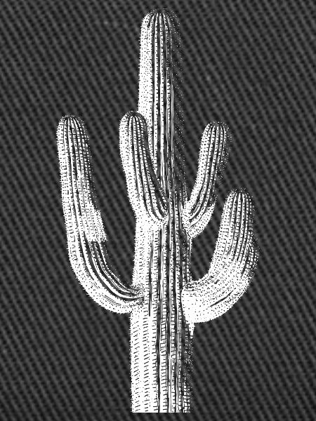 Desert Cactus Line Art