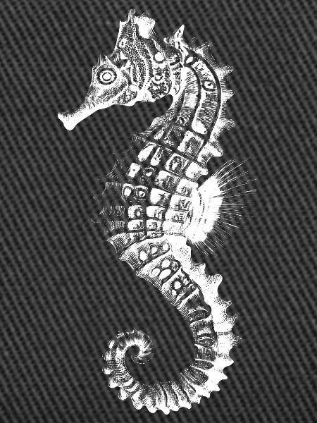 Seepferdchen Silhouette Nautik