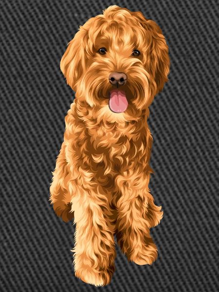 Goldendoodle Schnoodle