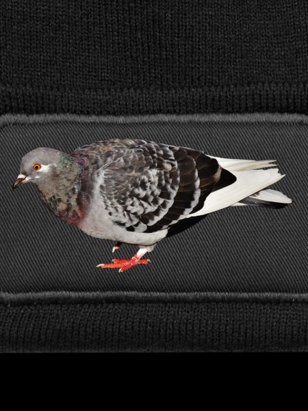 pigeon