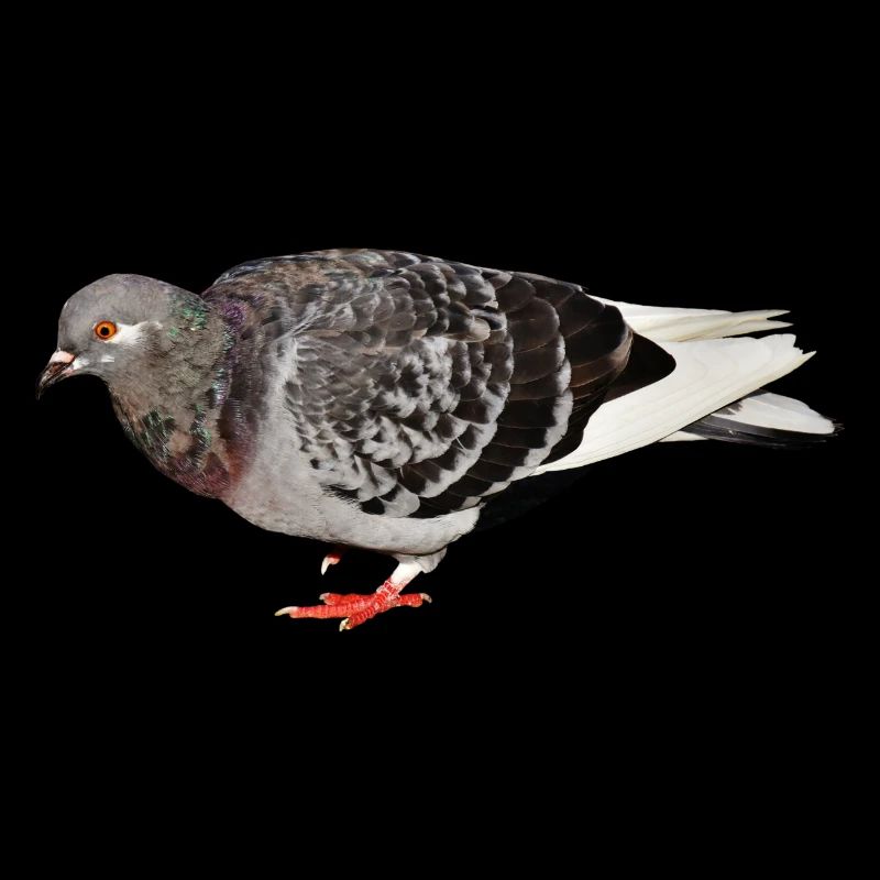 pigeon
