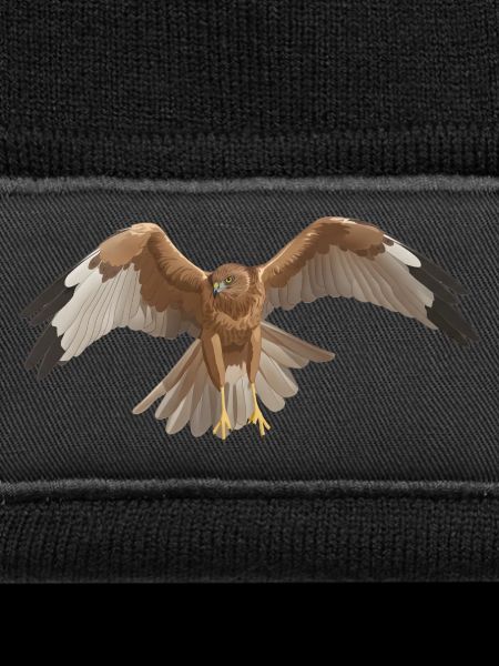 Marsh Harrier Circus aeruginosus