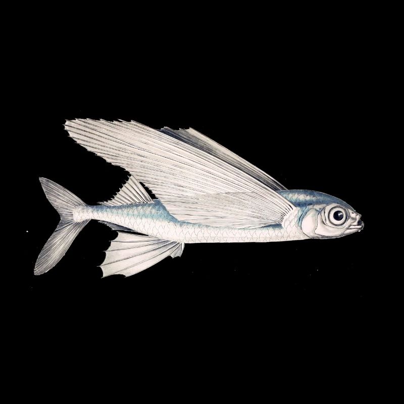 poissons Schwalbe (poisson volant)
