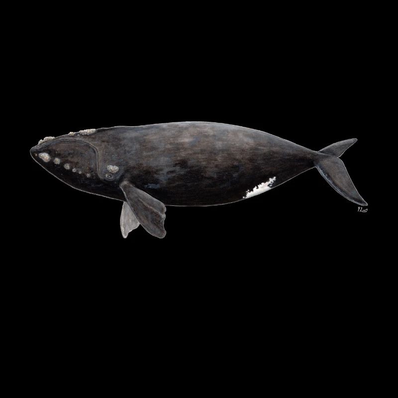 Wal - Balaena glacialis - Glattwal