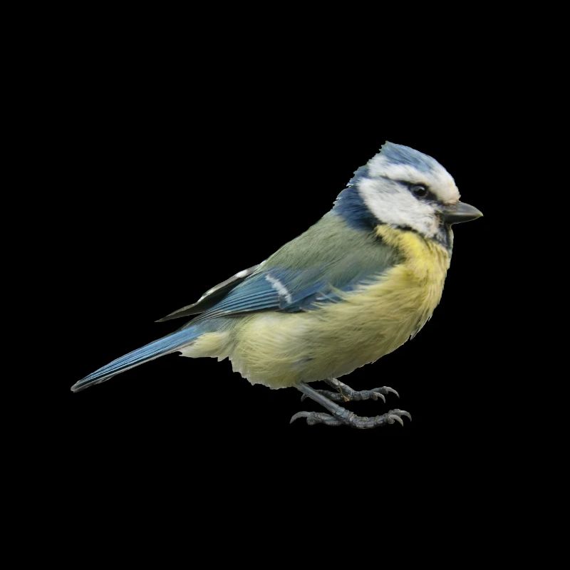 Mésange bleue 2