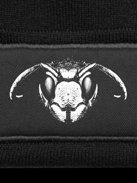 wasp / wasp