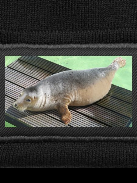 Seal pup on Texel