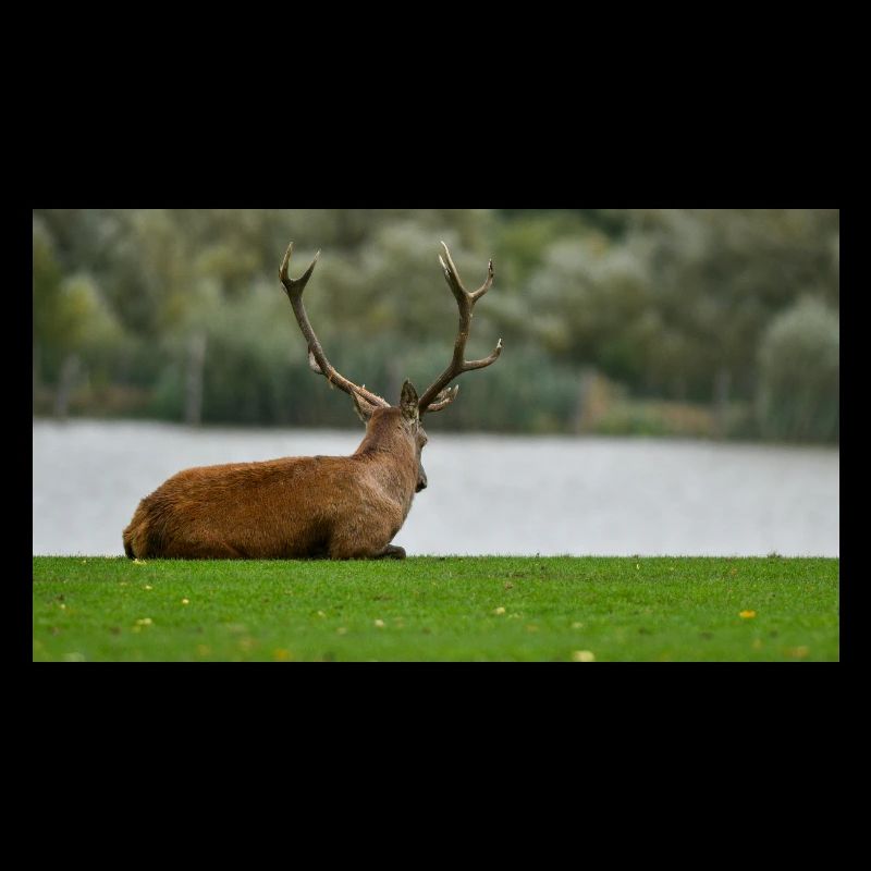 Cerf posé au bord du lac
