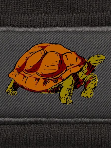 tortue