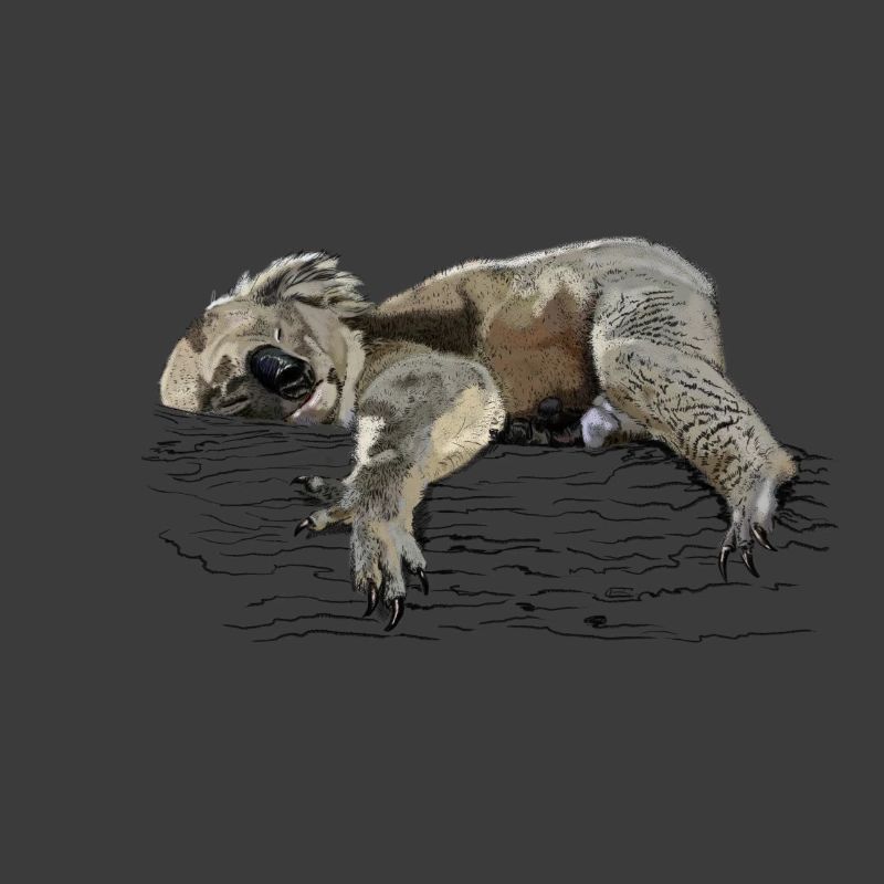 Koala