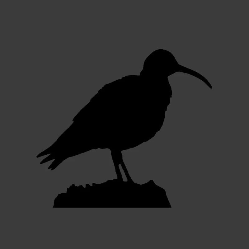 Brachvogel