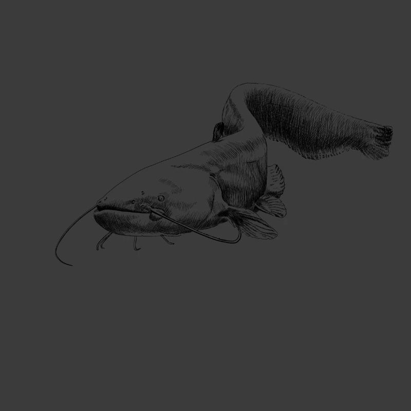 catfish