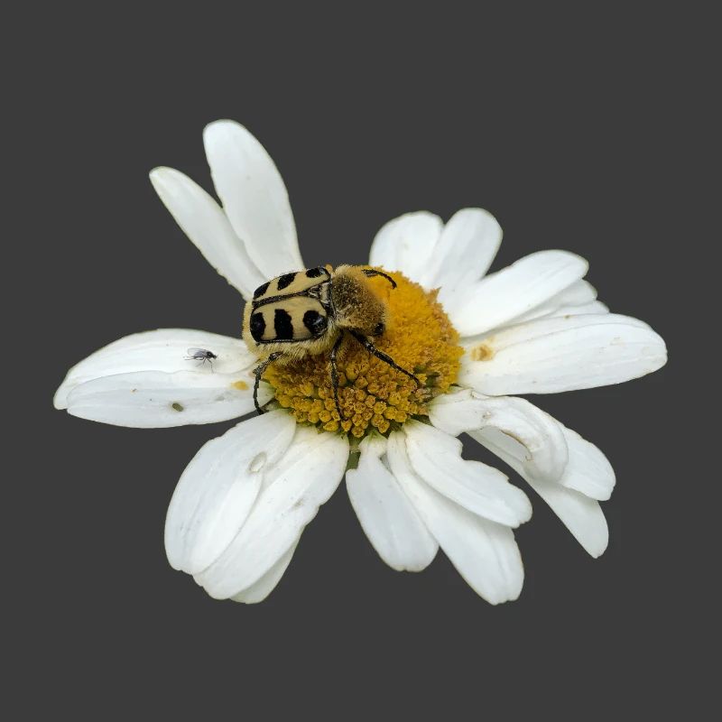 Bee chafer