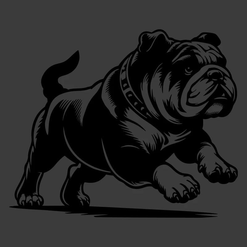 Englische Bulldogge