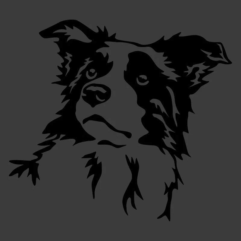 Border Collie Kopf