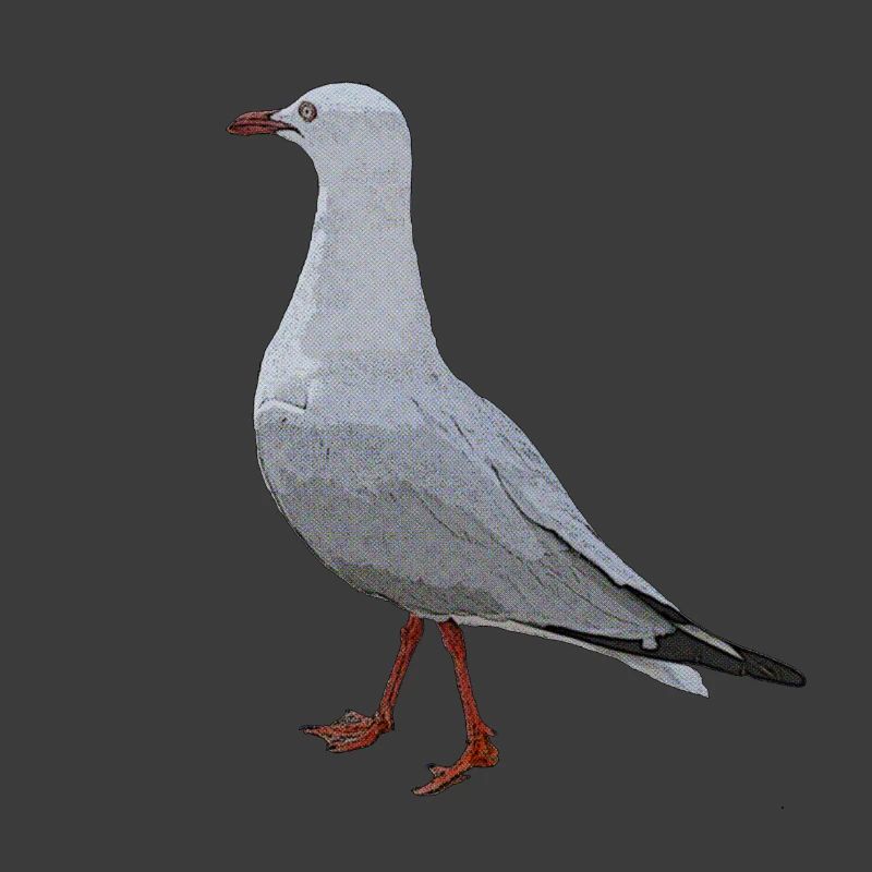 Australian Seagull