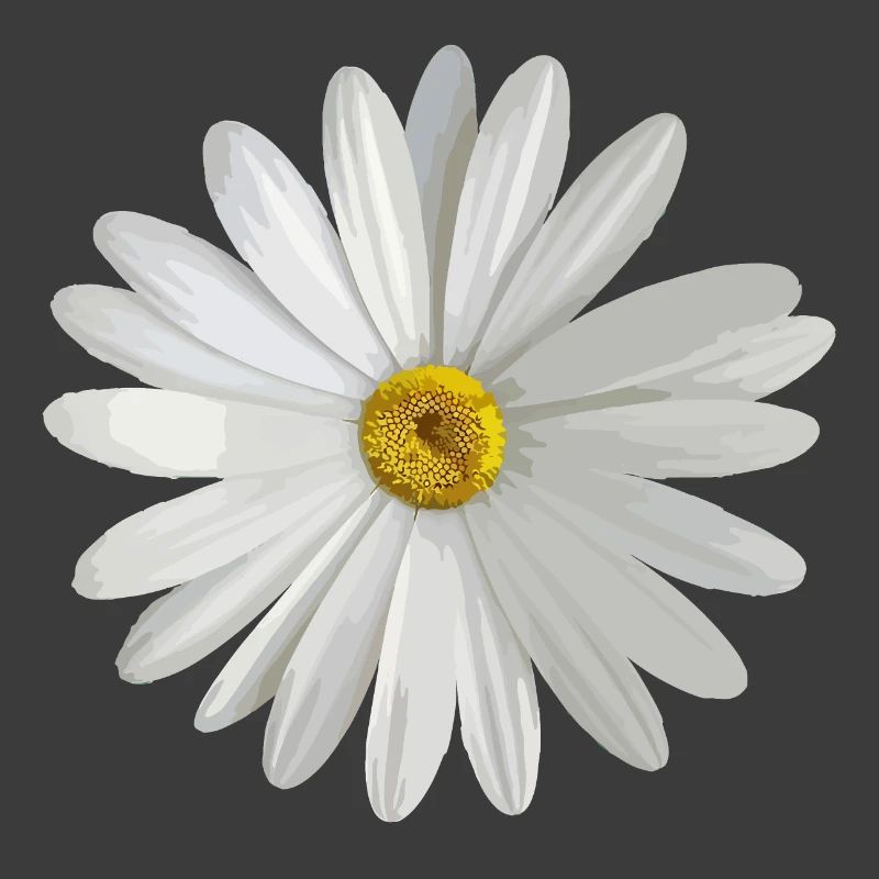 Gänseblümchen