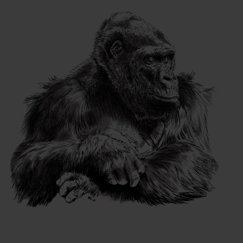 Gorilla