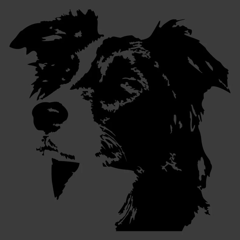 Border Collie Kopf