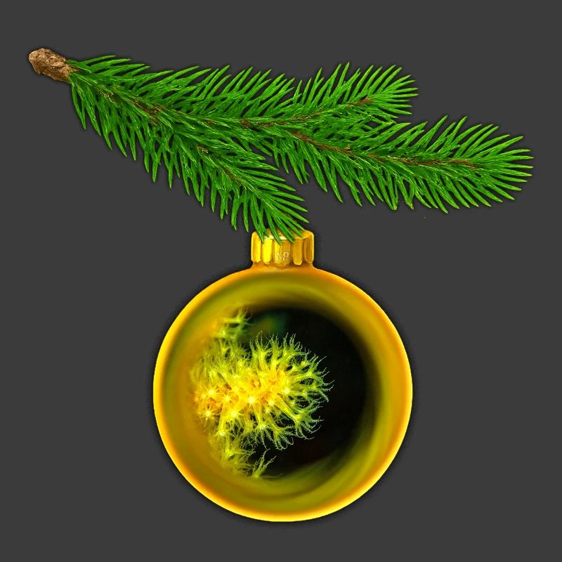 Weihnachtskugel mit Krustenanemonen am Tannenzweig