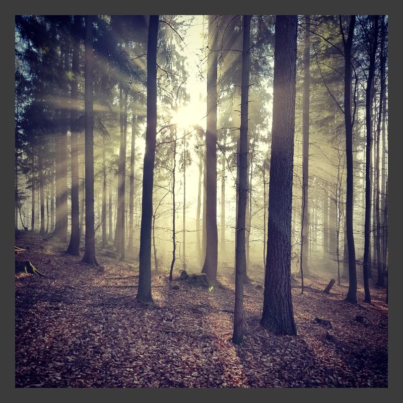 Sonnenstrahlen Waldlicht
