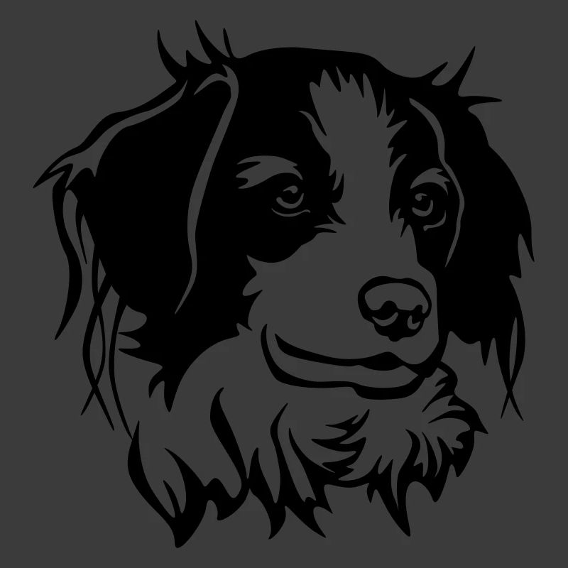 Kooikerhondje Kopf