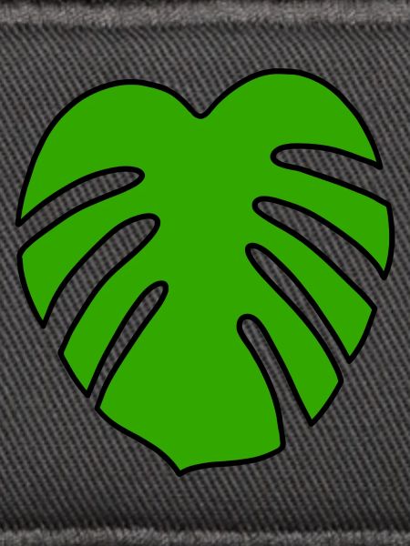 Monstera Pflanze