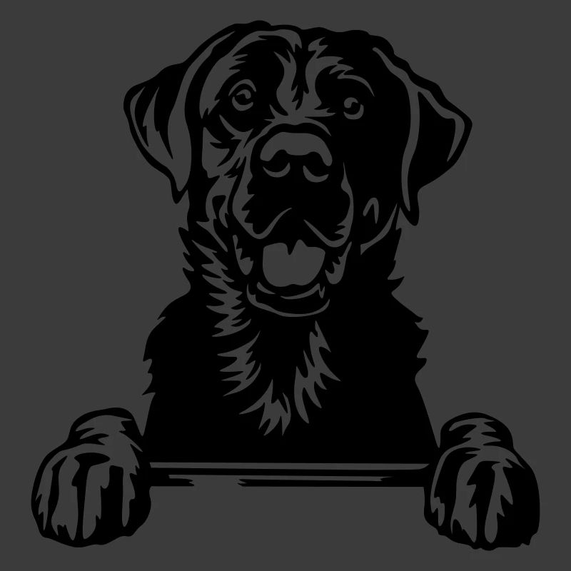 Labrador Head