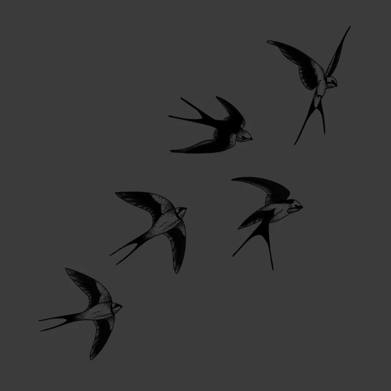 Vögel schwalben
