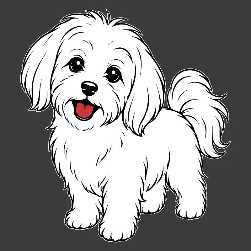 Malteser Hund weiß