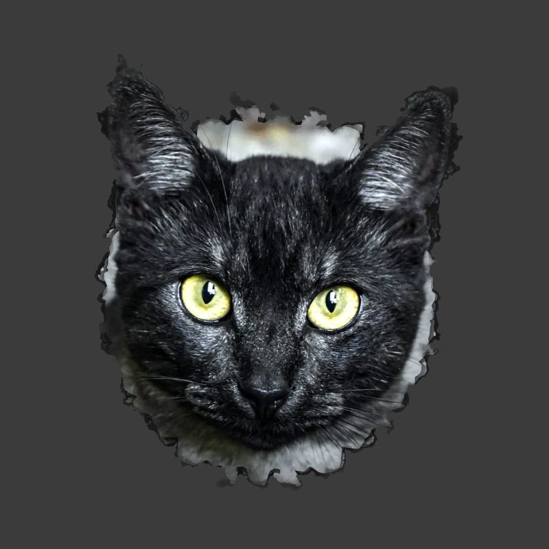 black cat schwarze Katze