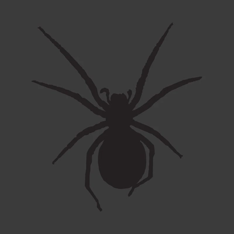 Spinne Nosferatu-Spinne