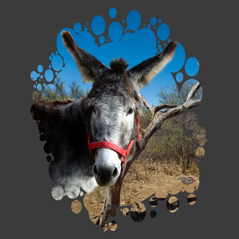 Donkey
