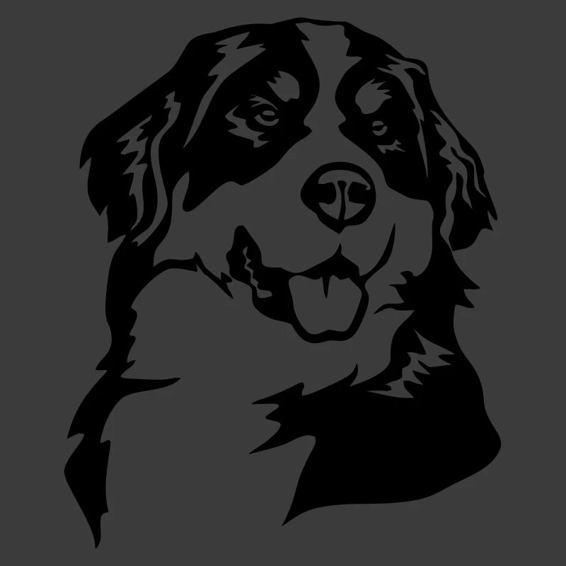Berner Sennenhund Kopf