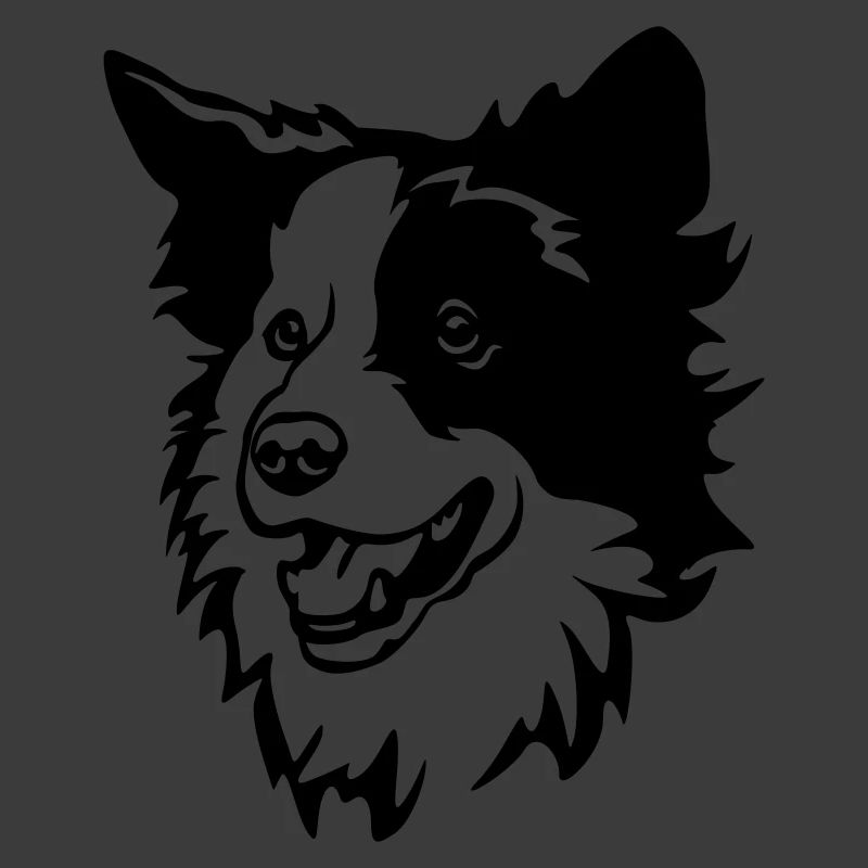 Border Collie Kopf