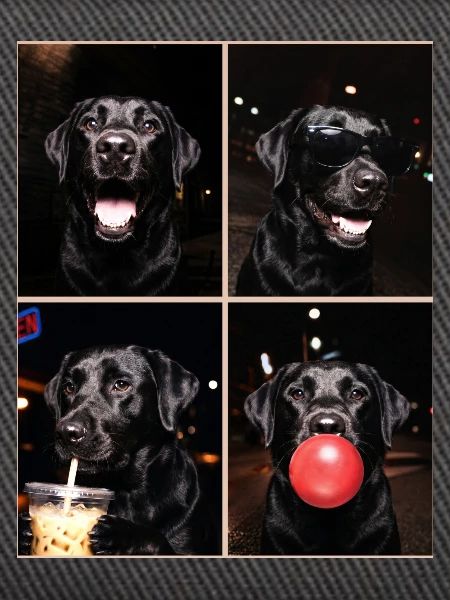 Hunde Labrador Hund