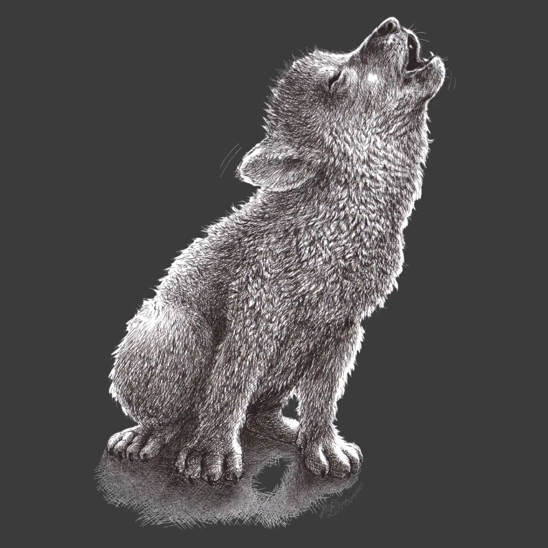 Junger heulender Wolf