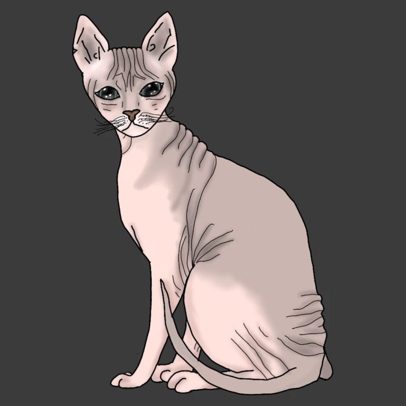 Sphynx